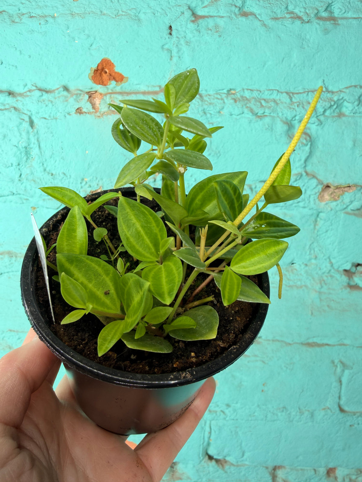 Peperomia Angulata Beetle Peperomia