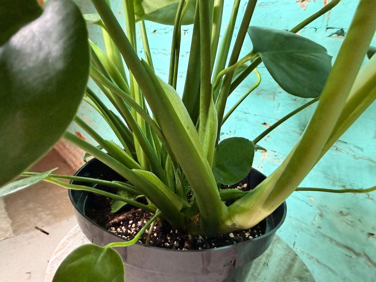 Monstera Deliciosa 8”