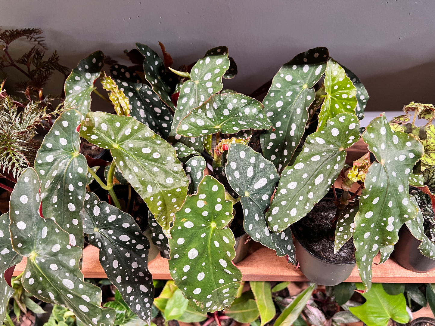 Begonia maculata- Polka Dot 5”