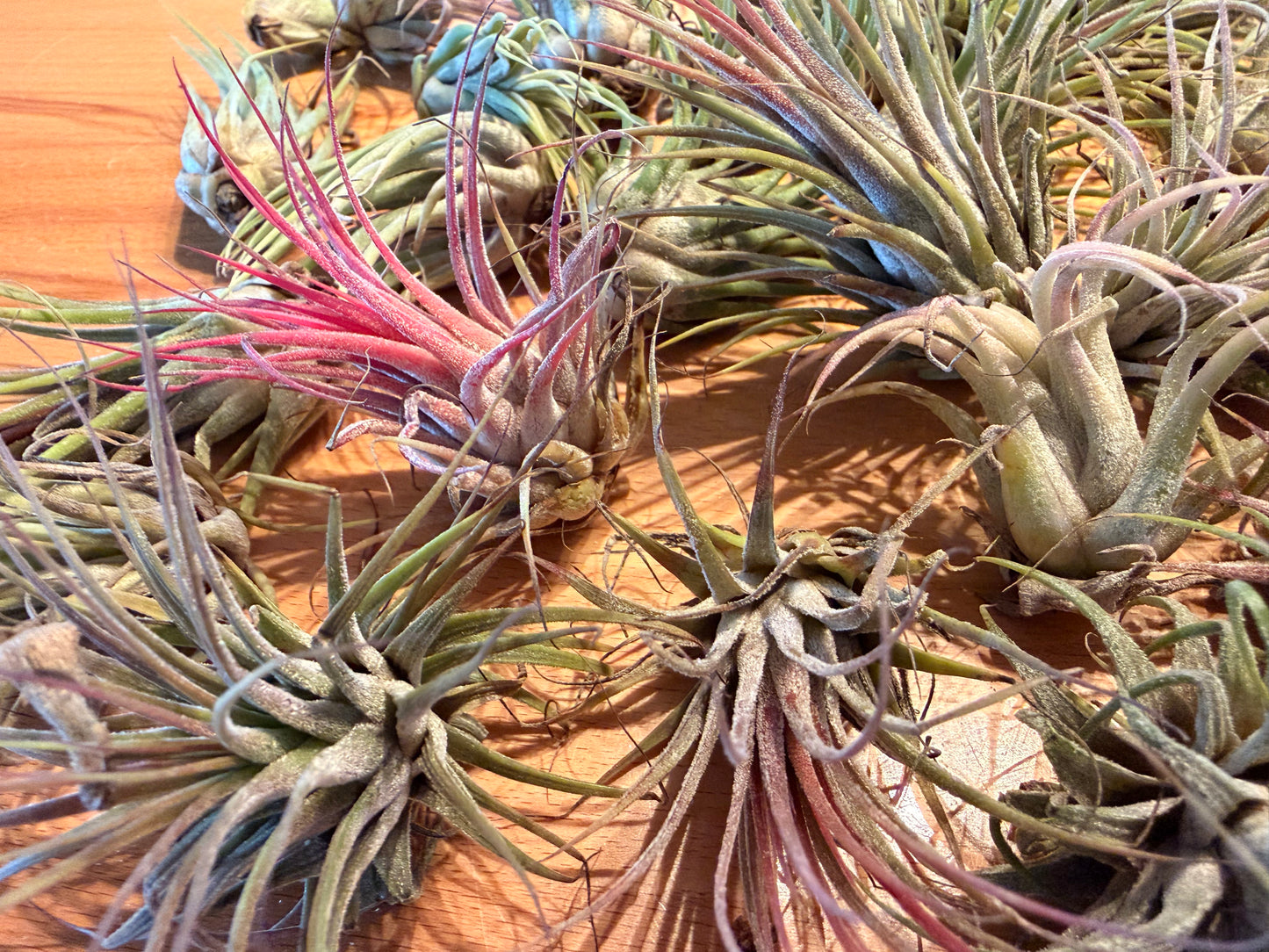 Tillandsia “Air Plants”
