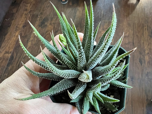 Haworthia -Zebra Plant