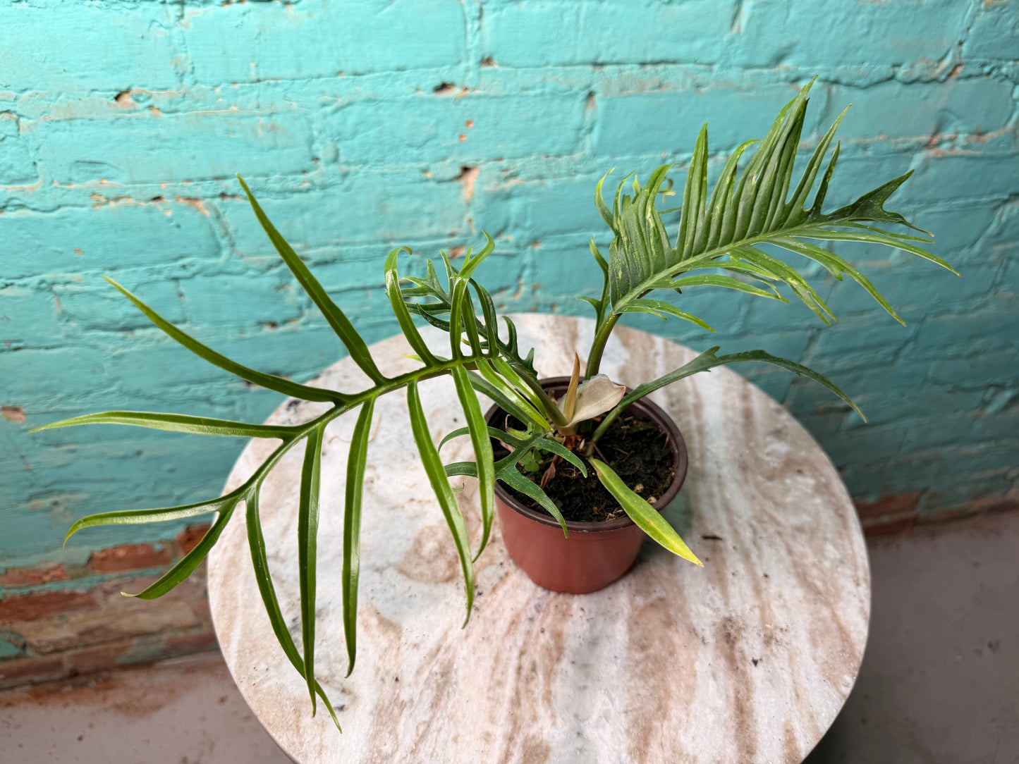Philodendron Tortum 4”