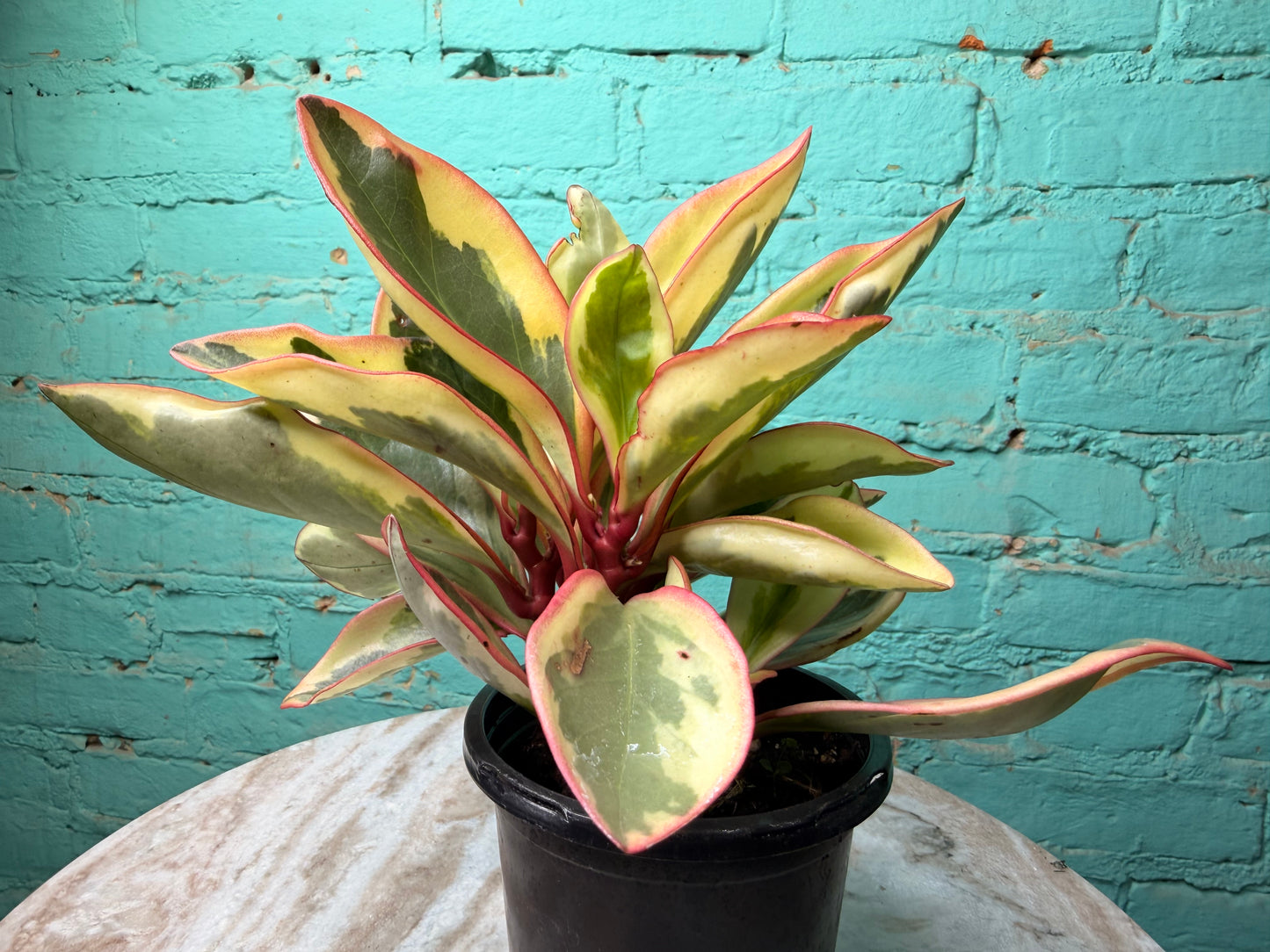 Peperomia- Ginny (Rainbow)