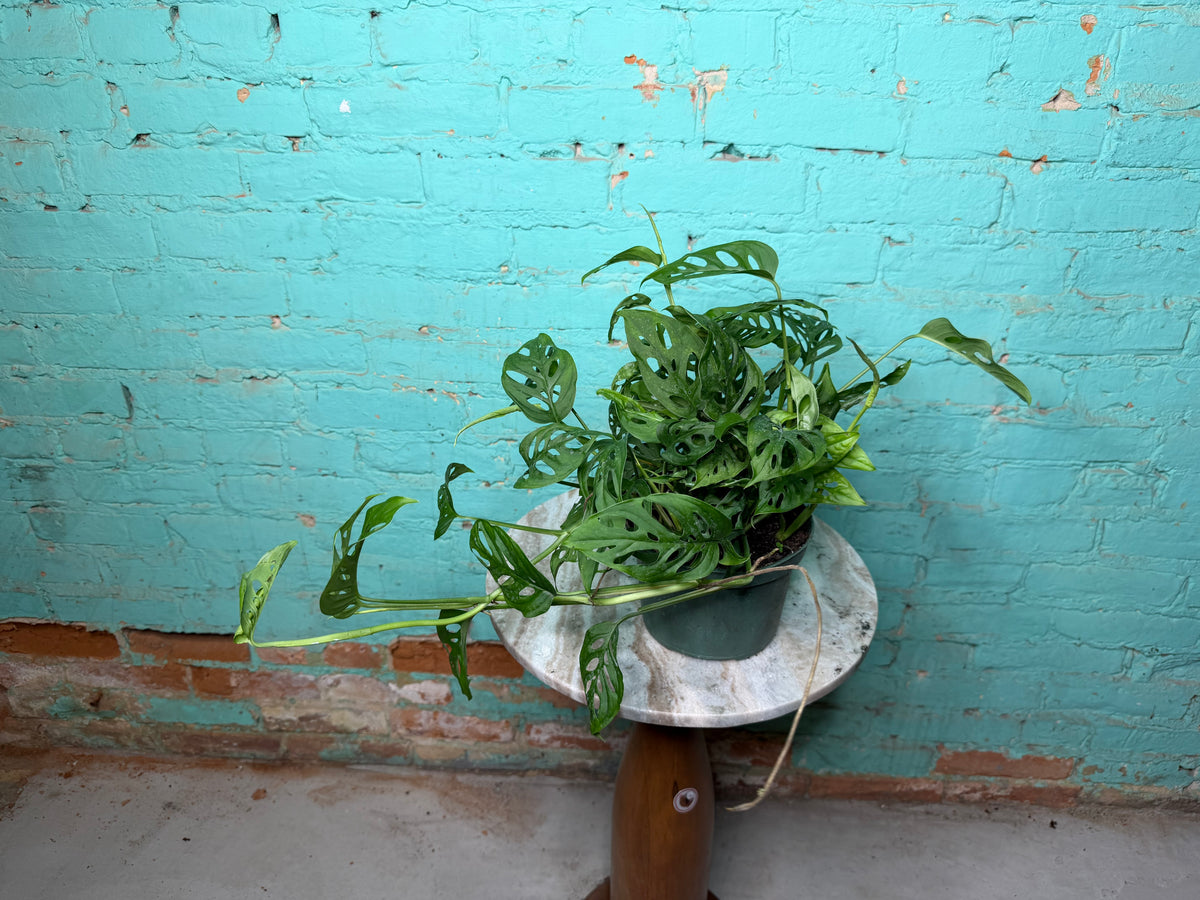 Monstera Adansonii ‘Swiss Cheese’ 6”
