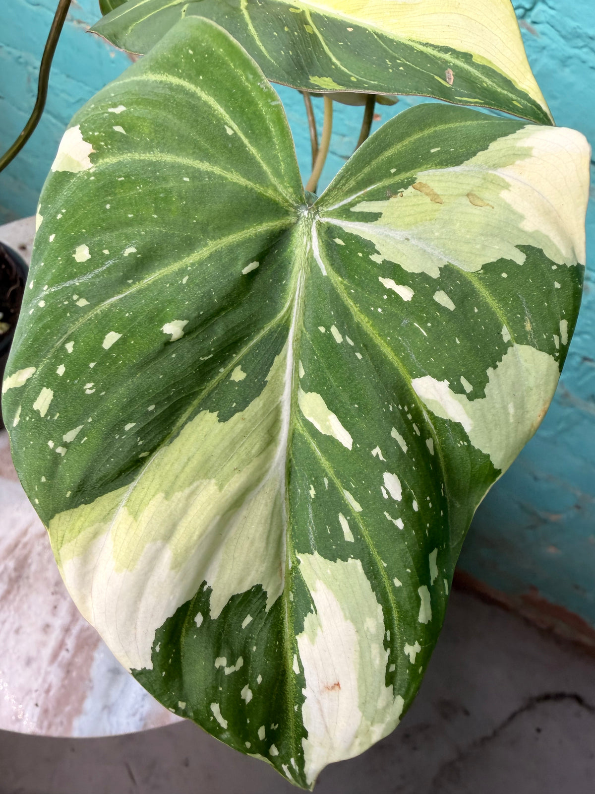 Philodendron Gloriosum Variegated Type 2