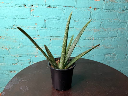 Aloe 4”