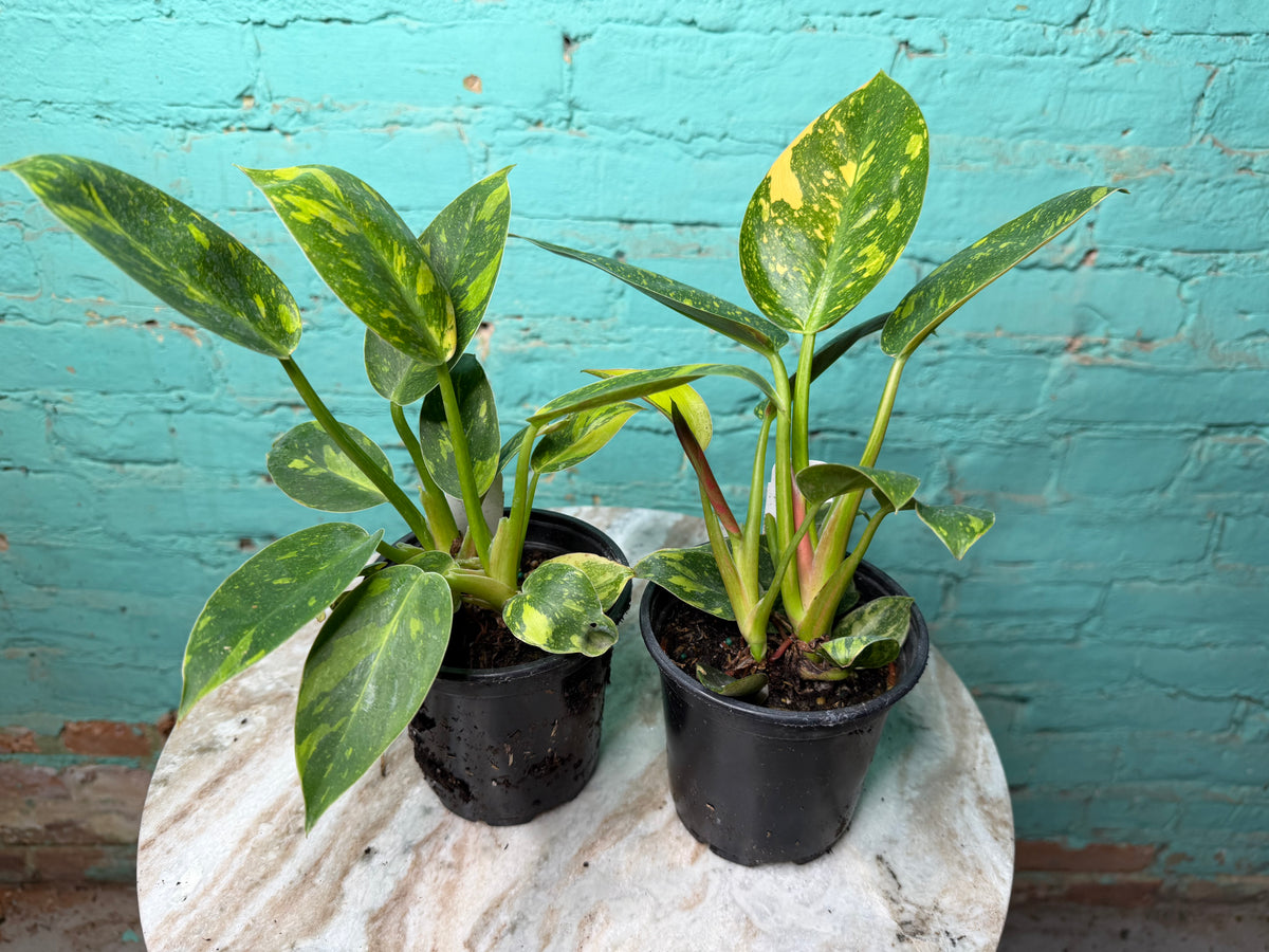 Philodendron Congo Nuclear Variegated 4”