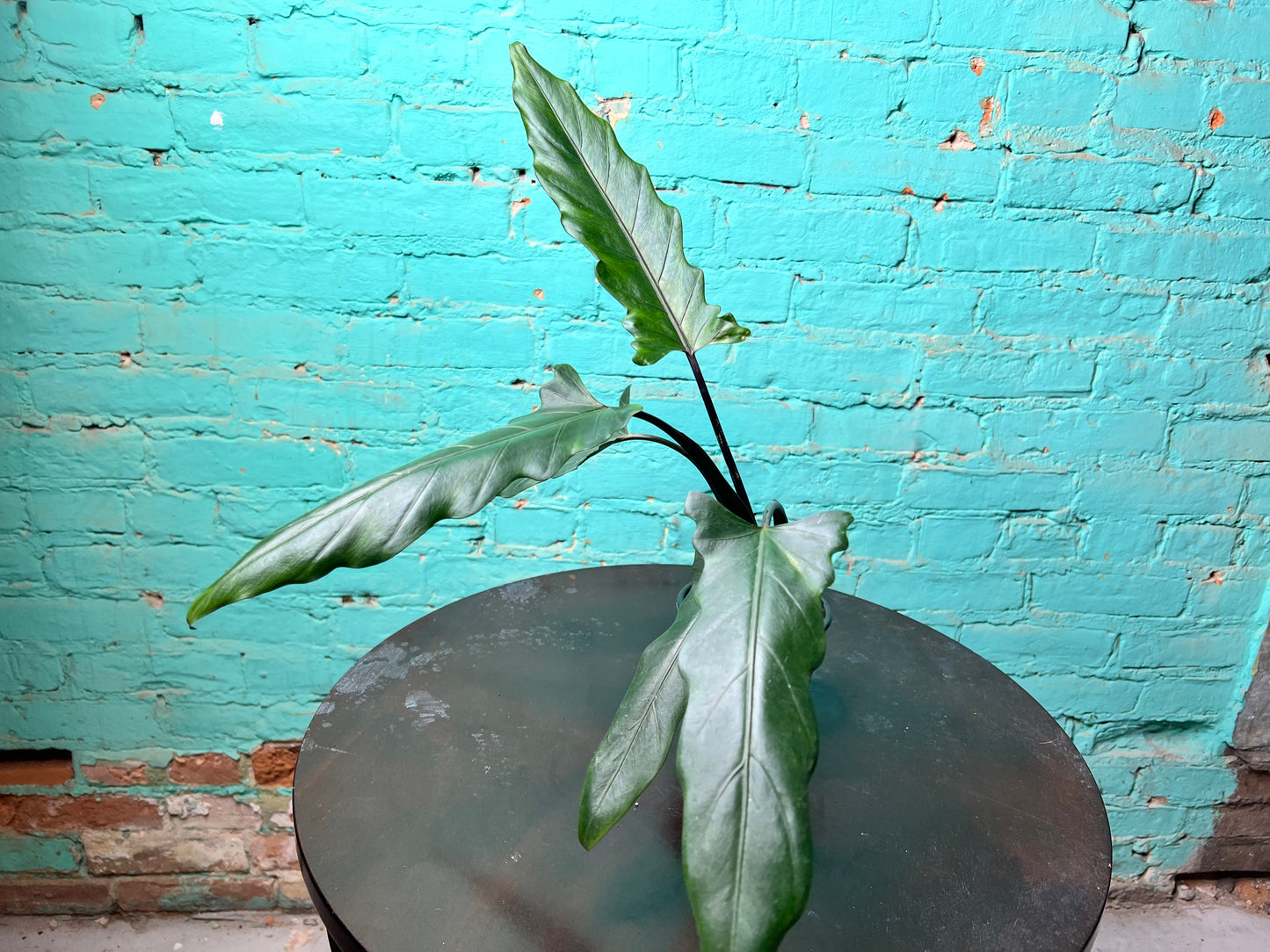 Alocasia Lauterbachiana Mint 4” (Sword Tree)