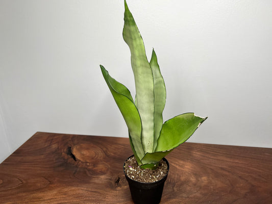 Snake Plant 4”