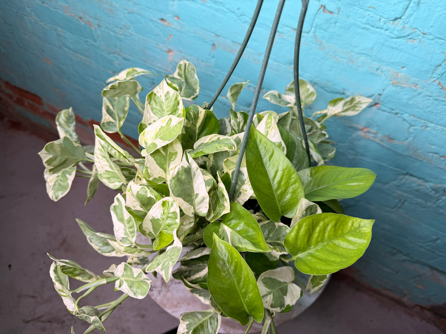 Pothos Pearls & Jade 8” basket