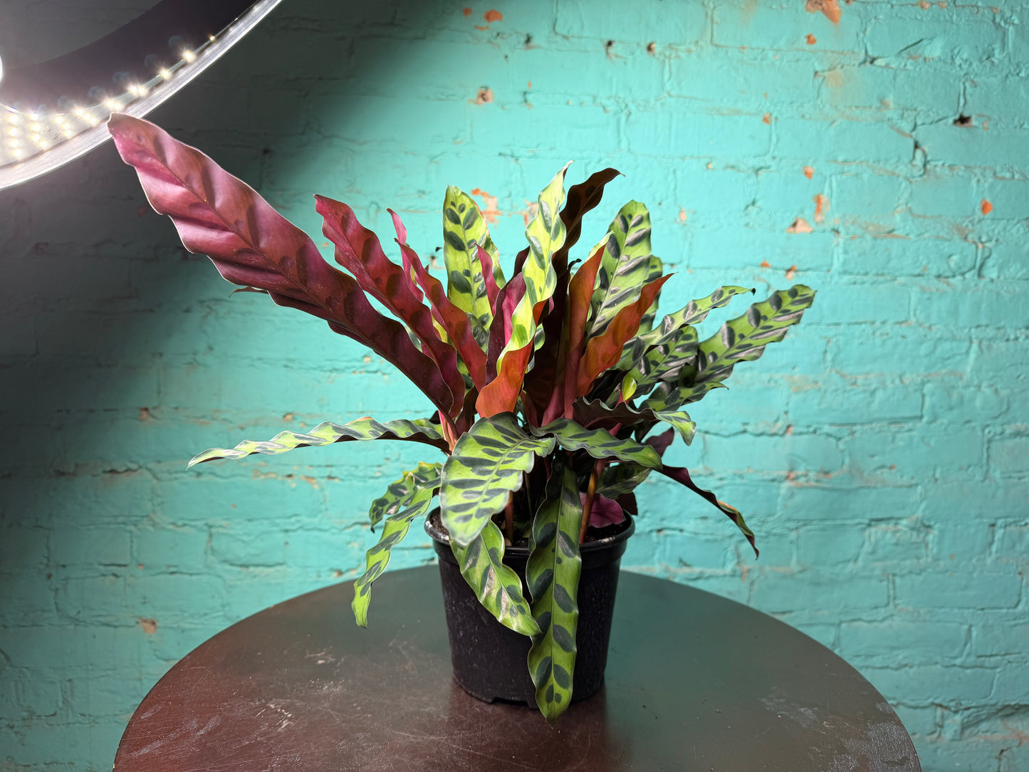 Rattle Snake calathea (6inch)