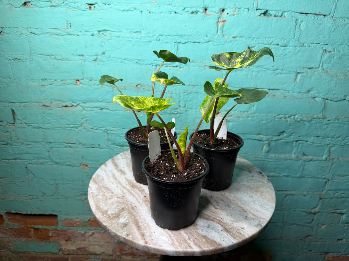 Alocasia New Guinea Gold 4”