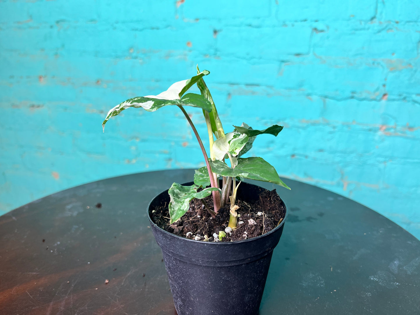 Syngonium Albo