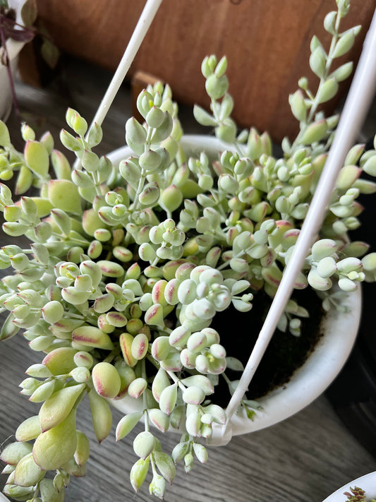 Cotyledon Pendens 6” Basket