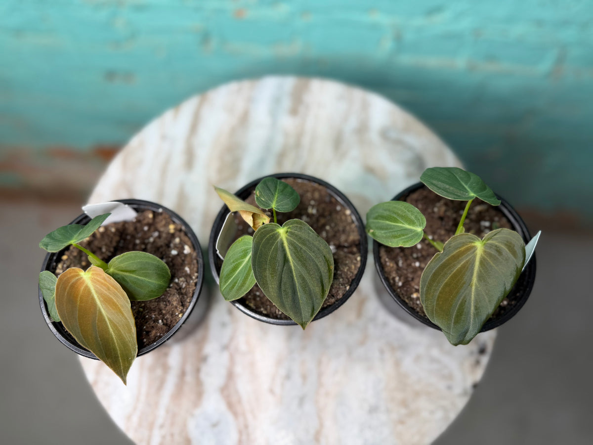 Philodendron Melanochrysum ‘Black Gold’ 4”