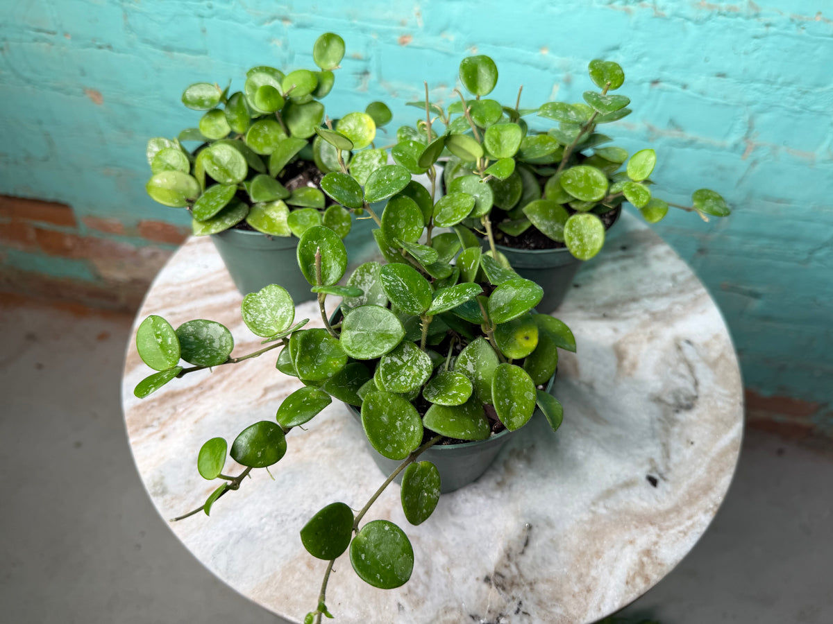 Hoya Mathilde 4”
