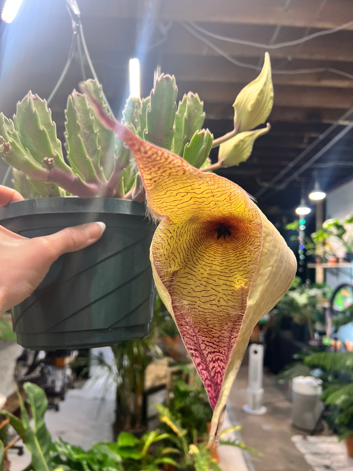 Stapelia Gigantea -Zulu Cactus 8” basket