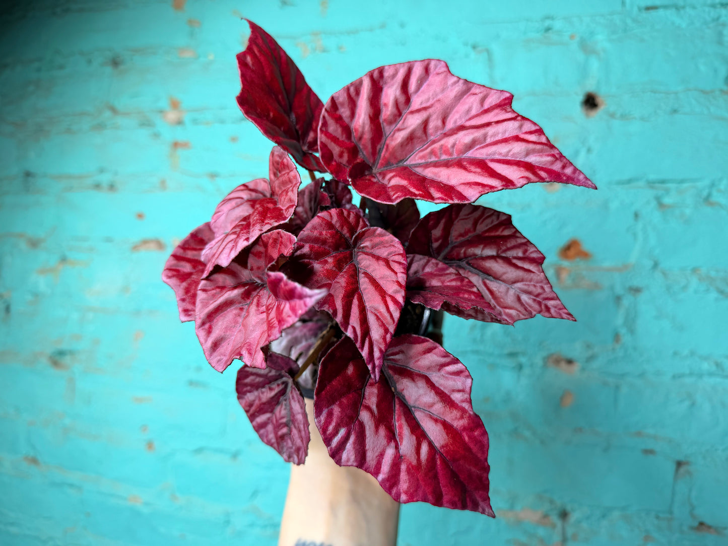 Begonia Rex “Bewitched Black & Red”