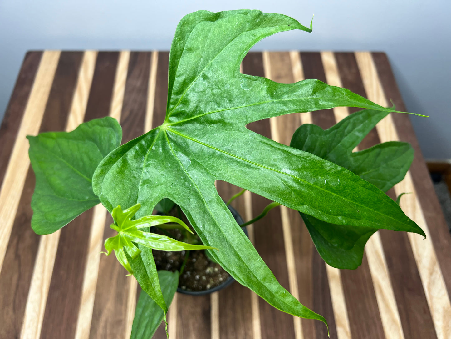 Anthurium Fingers