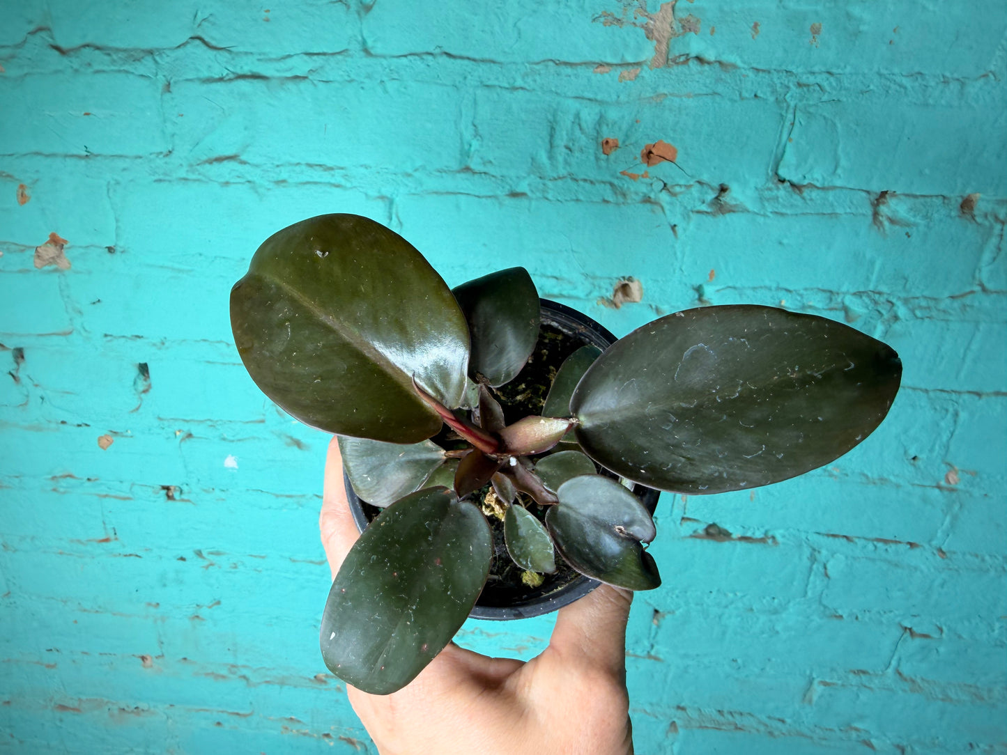 Philodendron Black Cardinal 4”