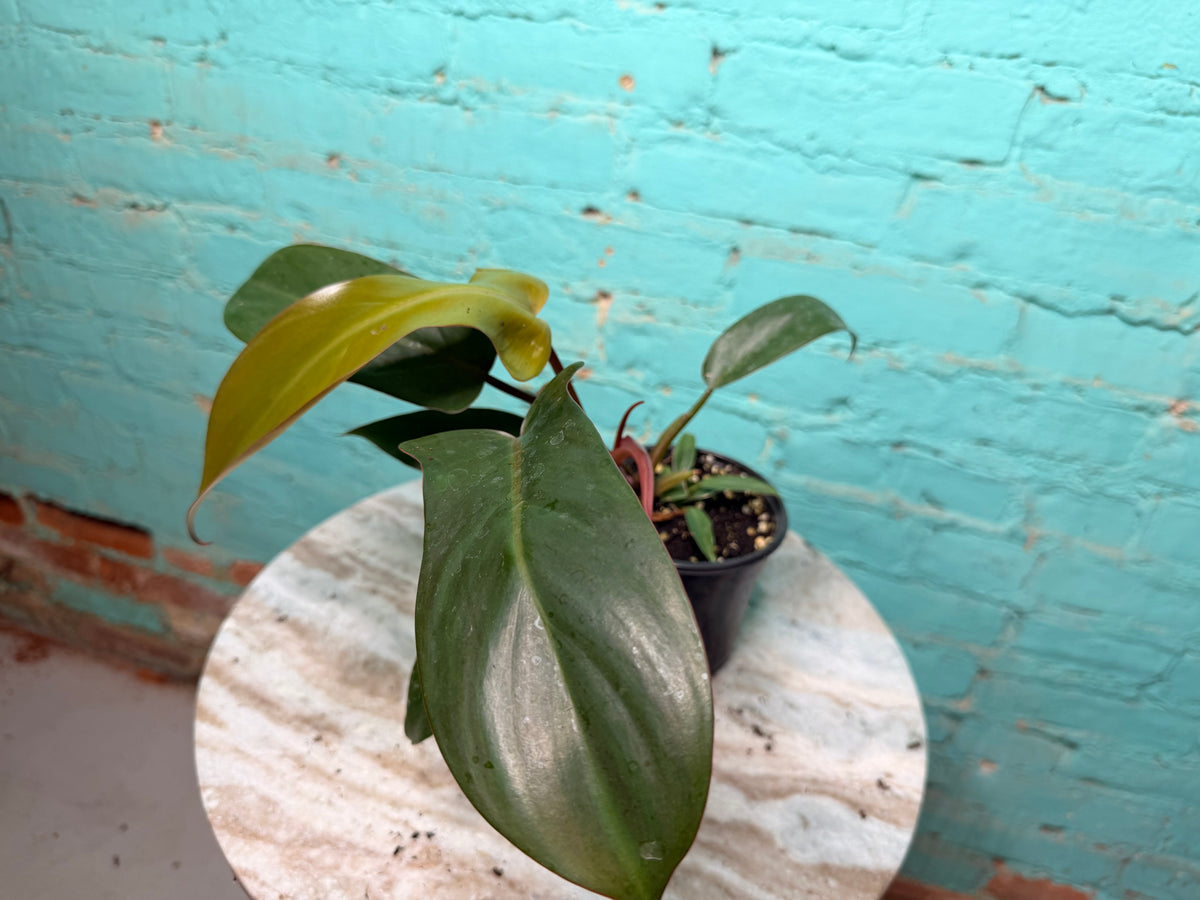 Philodendron Sayaka 4”