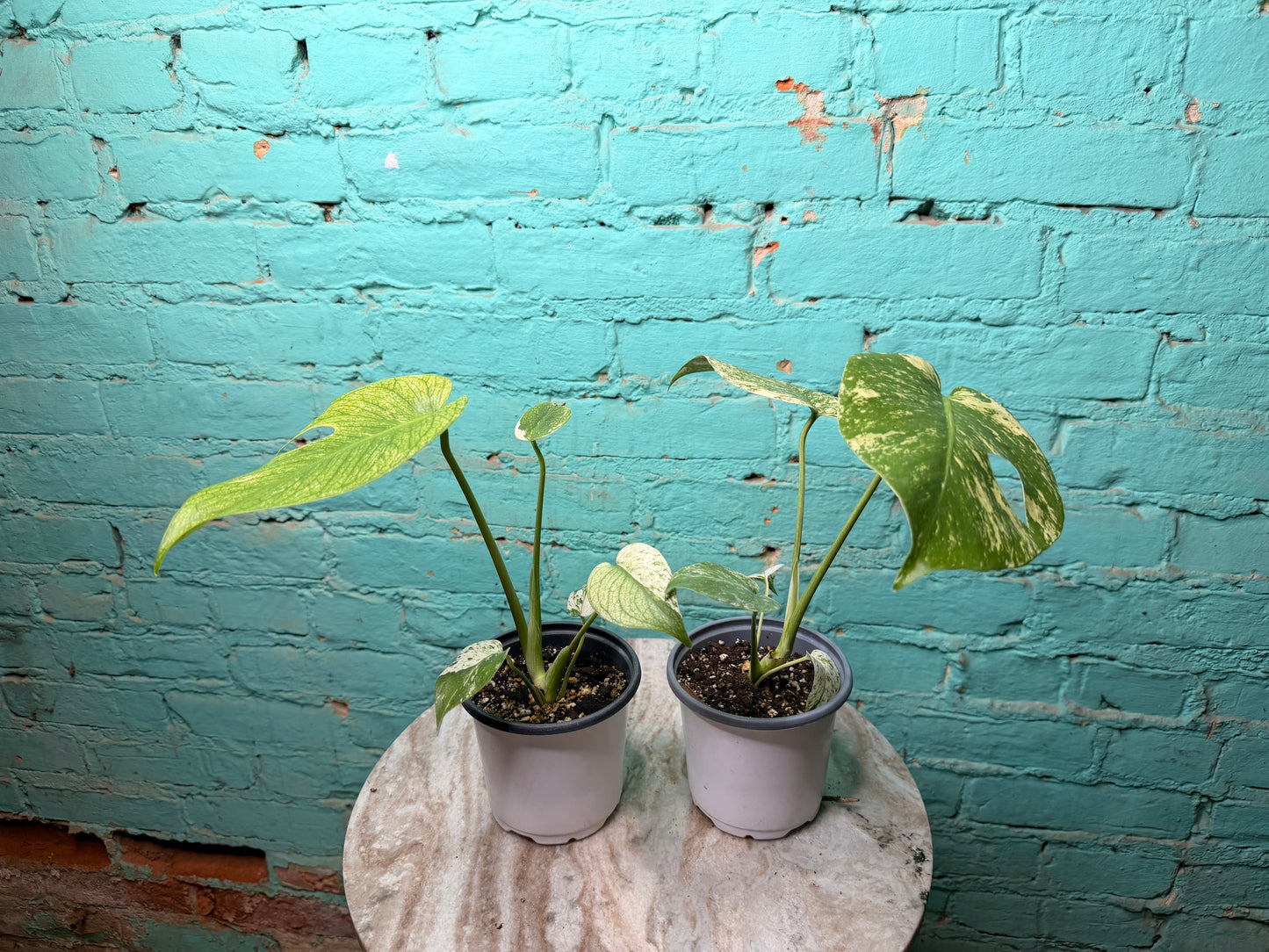 Monstera White Monster 4”