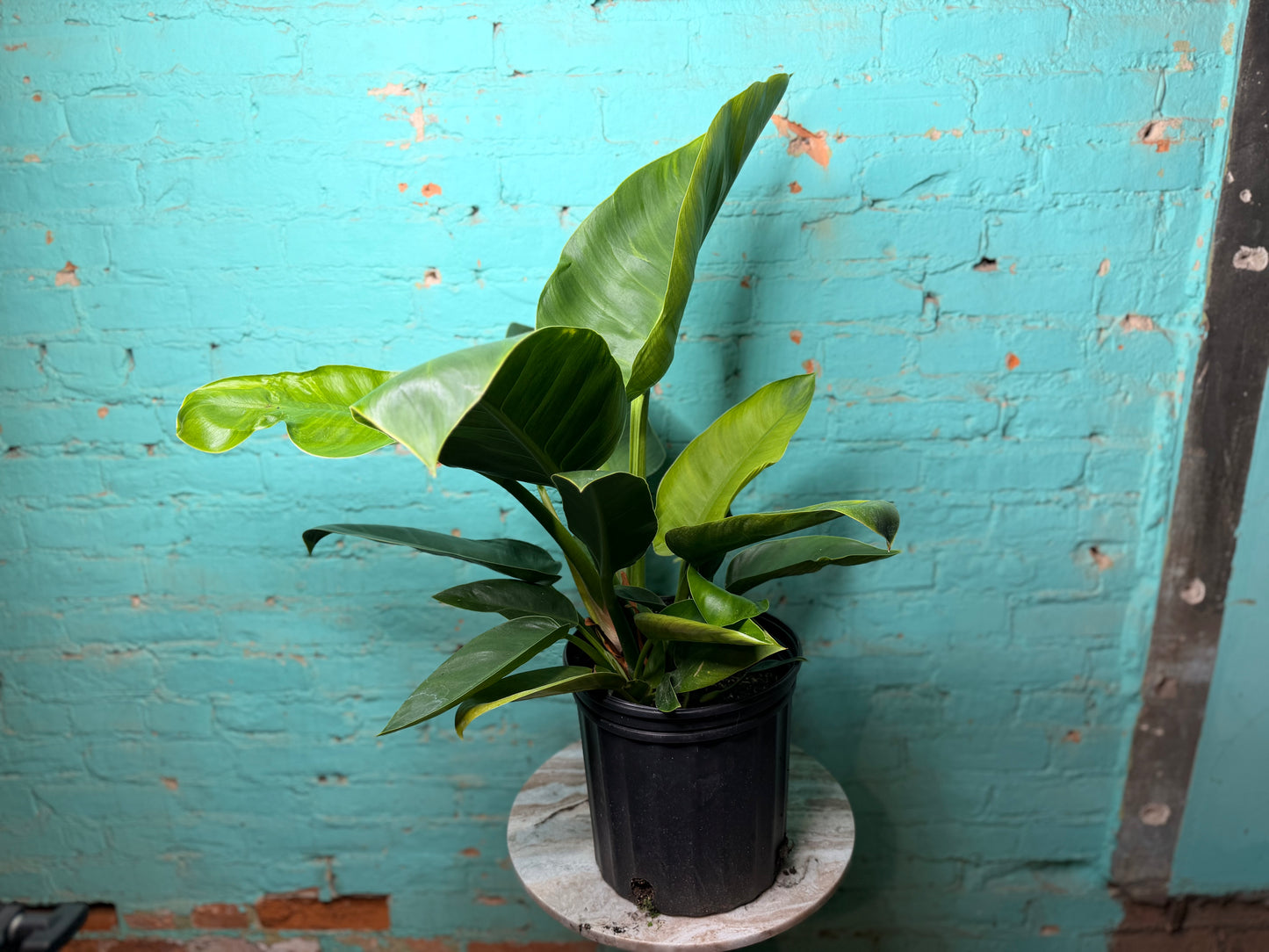 Philodendron Congo Thailand 10”