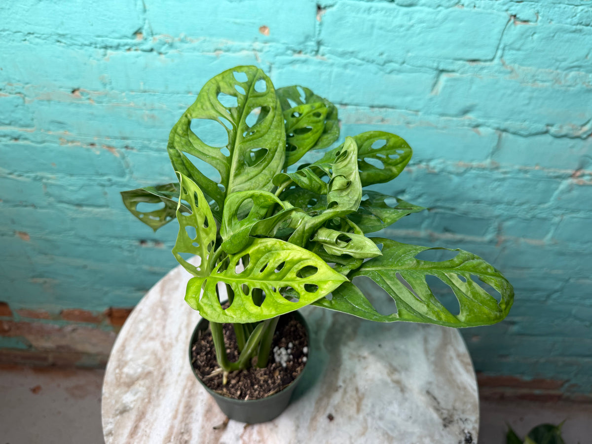 Monstera Adansonii ‘Swiss Cheese’ 4”