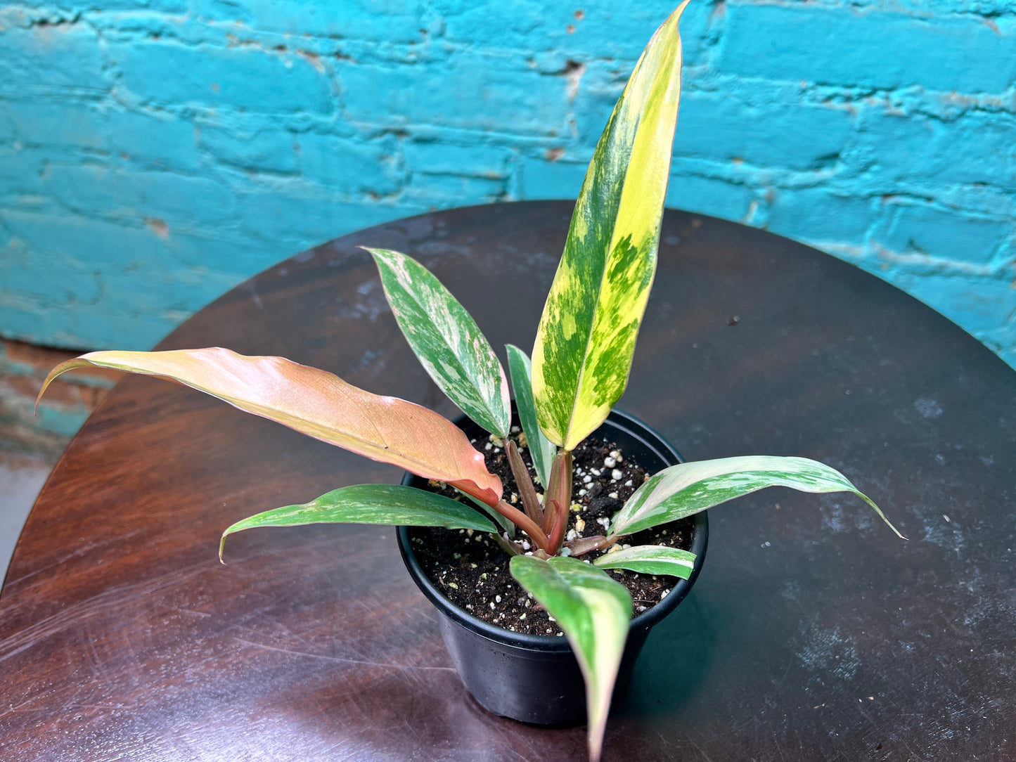 Philodendron Carmel Marble 4”