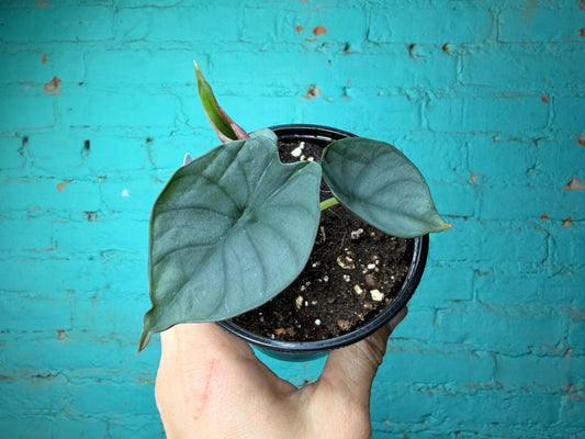 Alocasia Imperialis 4”