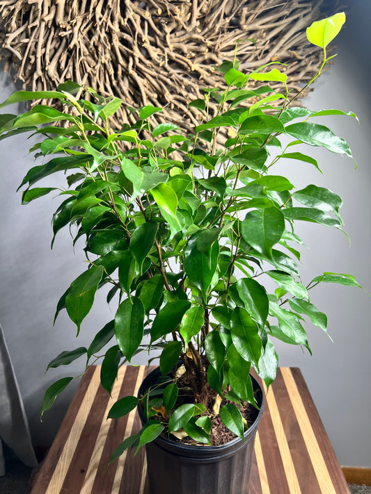 Ficus Benjamina Weeping Fig 8”