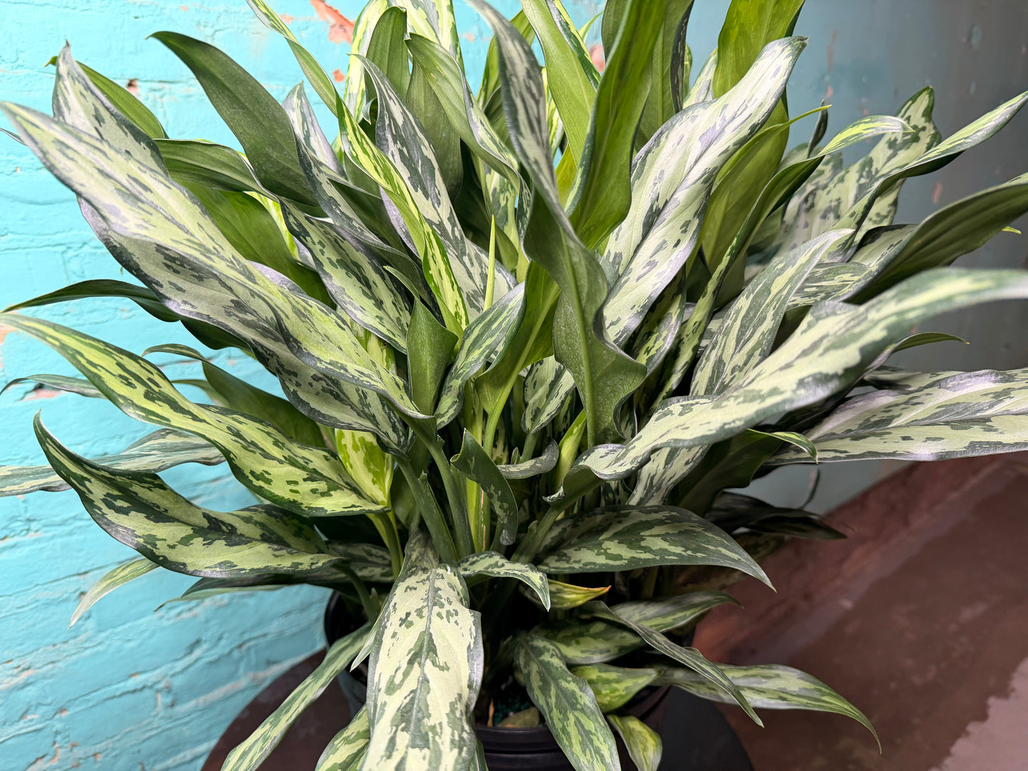 Aglaonema Maria 10”