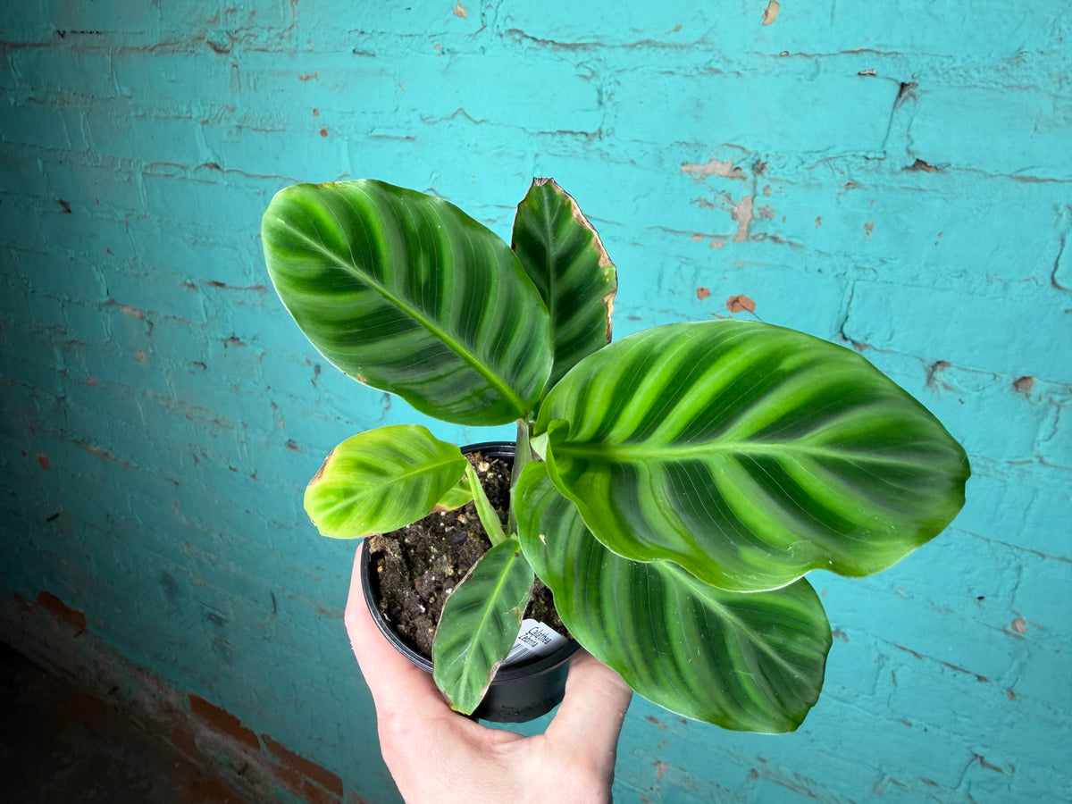 Calathea- Zebrina 4”