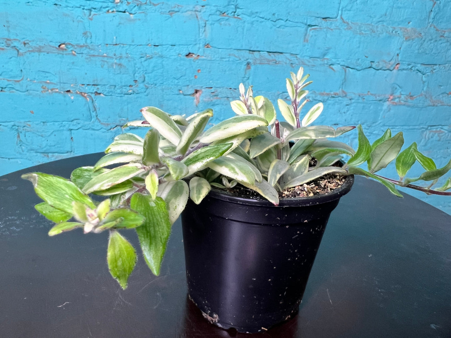 Lipstick Plant Bicolor 4”