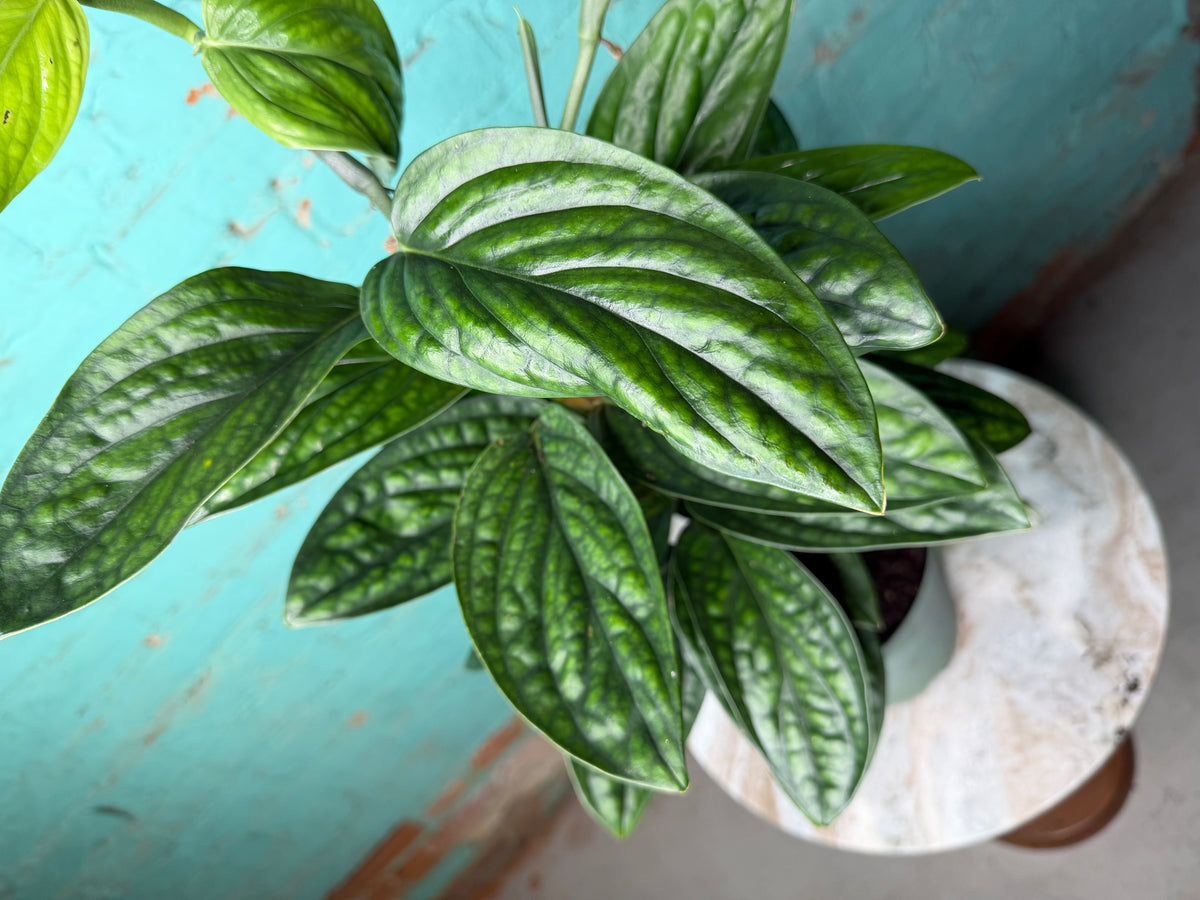 Monstera Peru-Monstera karstenianum 6” Totem