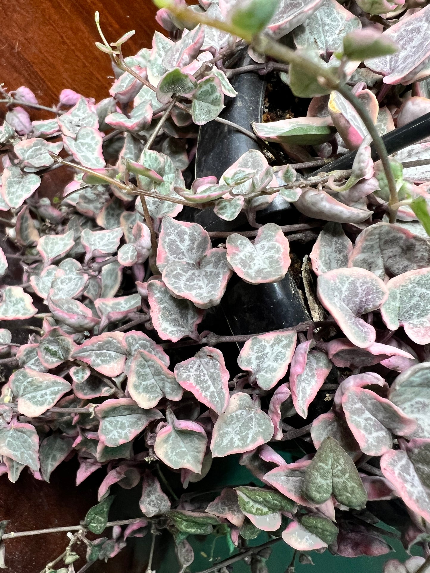Variegated String of Hearts basket