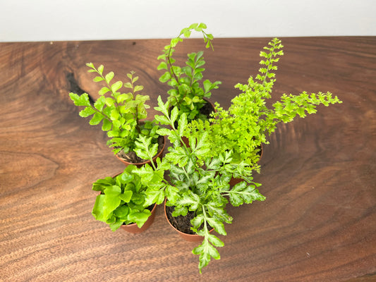 Terrarium Ferns (5plants)