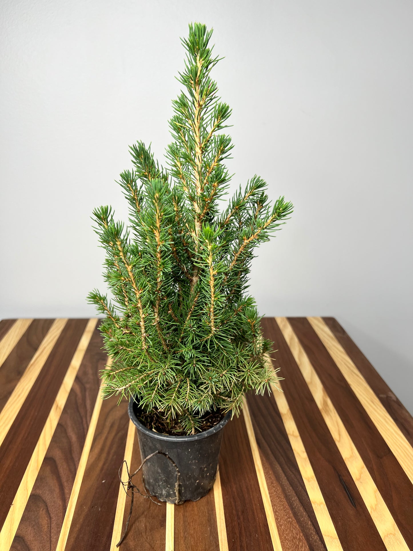 Alberta Spruce