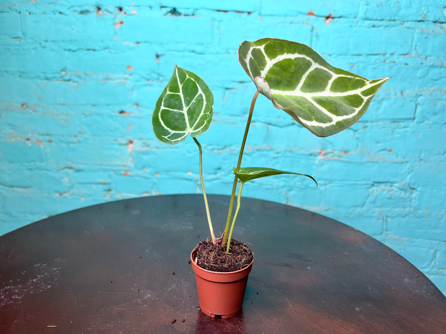 Anthurium Crystallinum