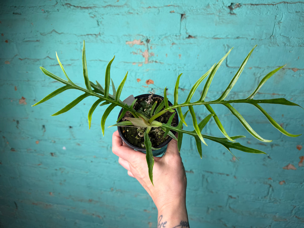 Philodendron Tortum 4”