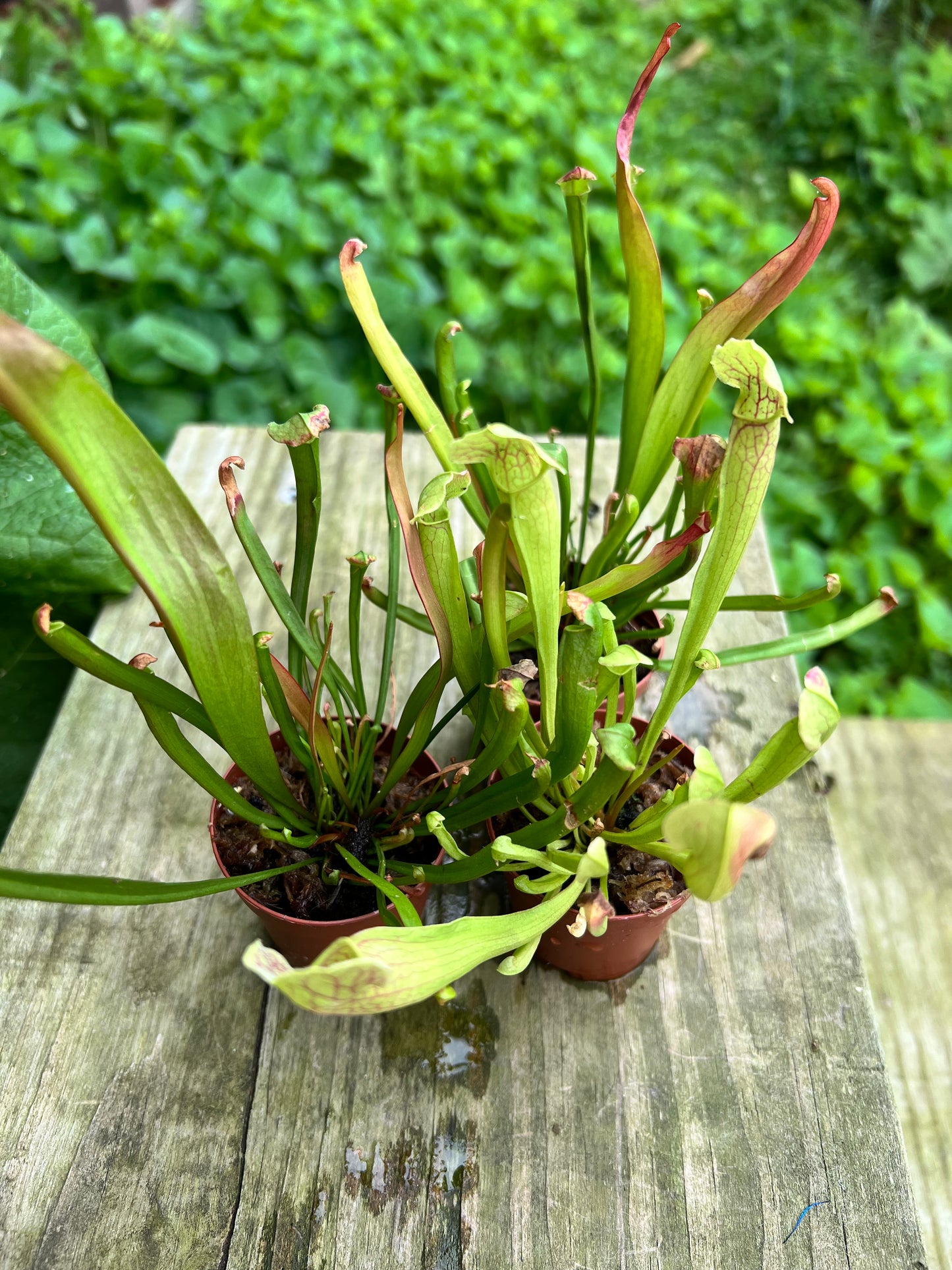 Trumpet Pitcher (ground pitcher)
