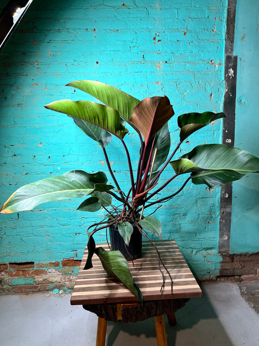 Philodendron Imperial Red 10”
