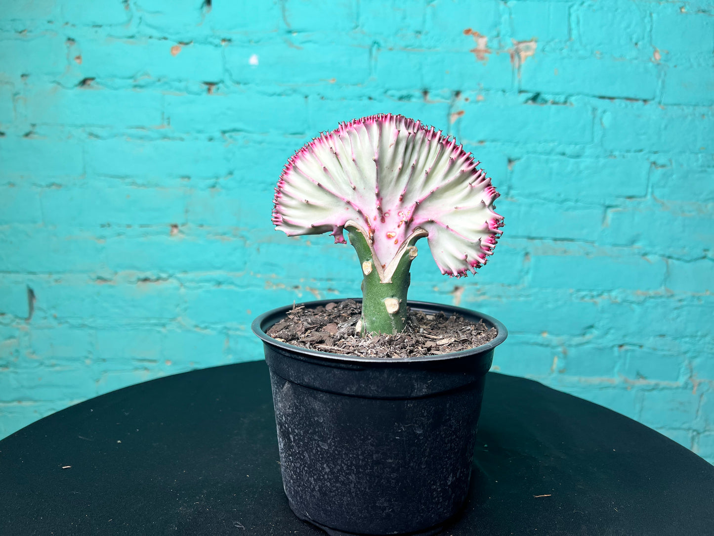 Euphorbia Lactea- Mermaid Tail cactus 6”