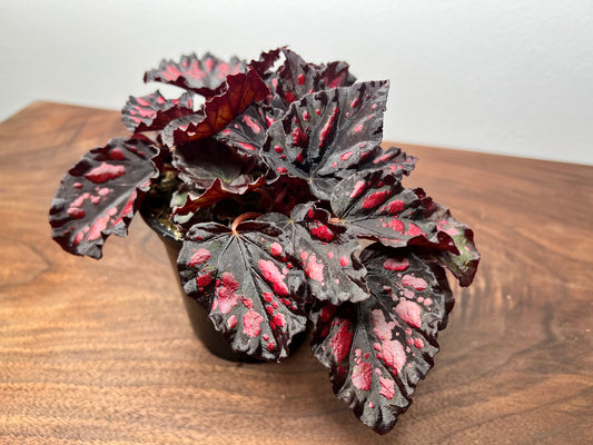 Begonia 'Helen Teupel'