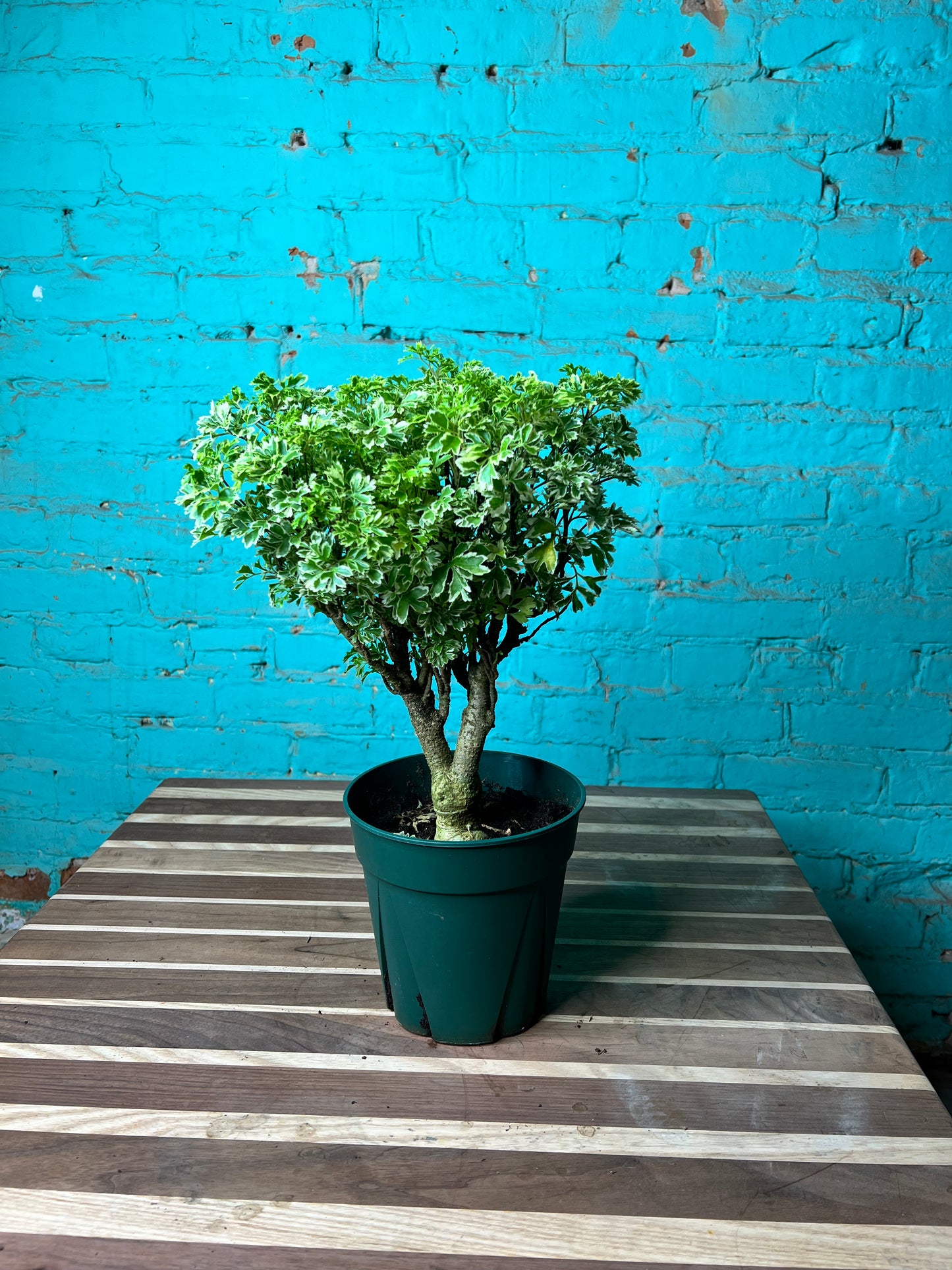 Ming Aralia variegated 6”
