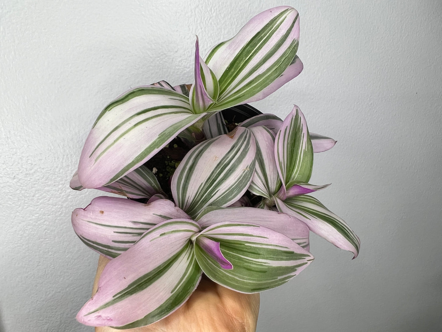 Wandering Jew -Bubble gum