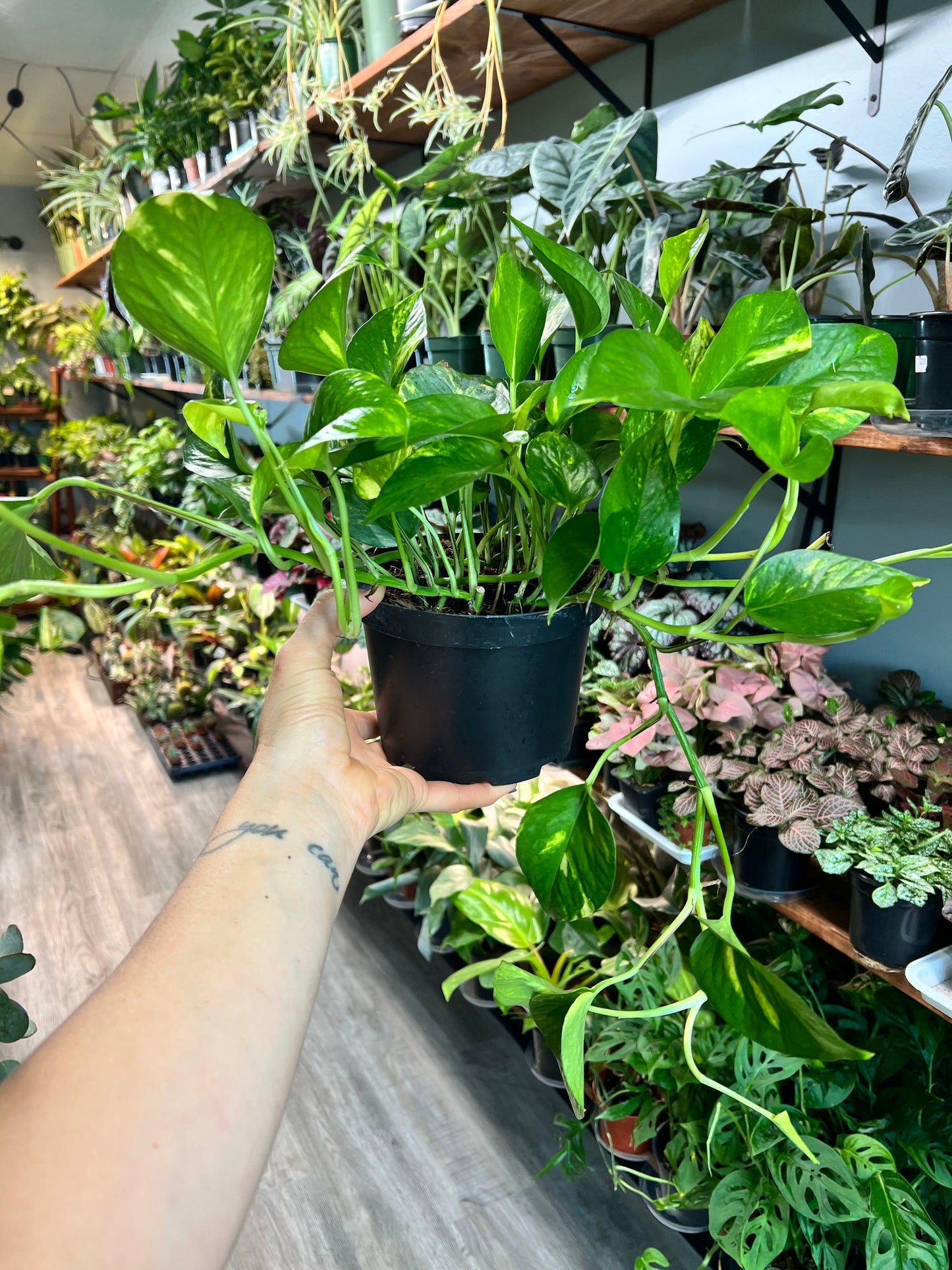 Golden Pothos 6”