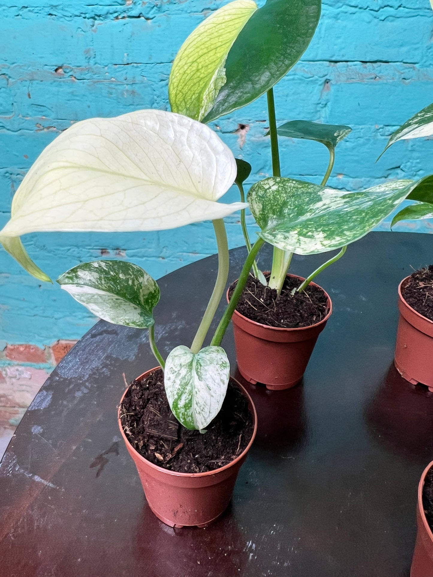 Monstera White Monster 3” (sold separately)