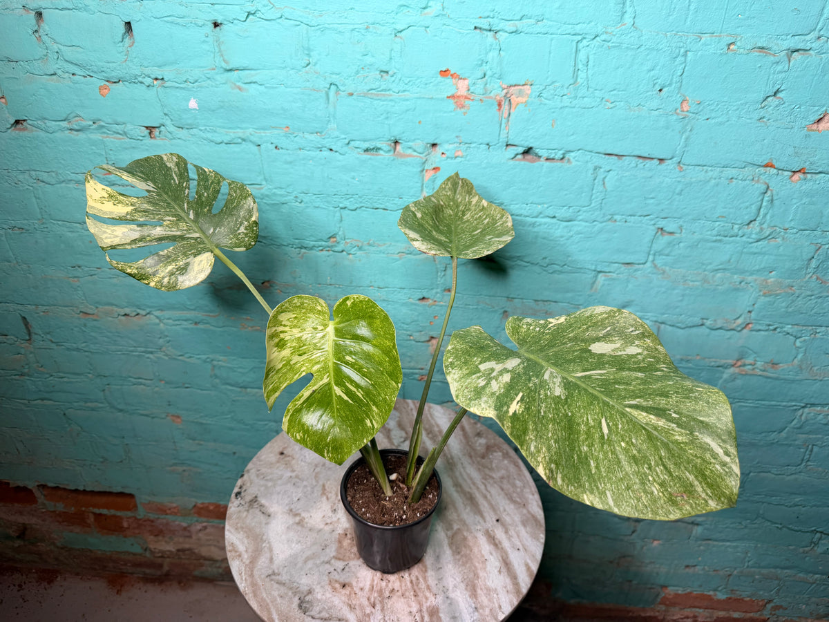Monstera Legacy 4”