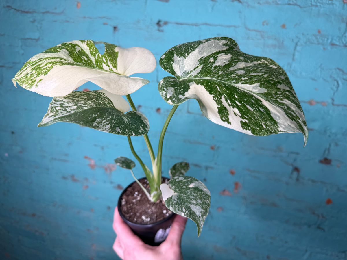 Monstera Crème Brûlée 4”